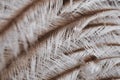 Original interesting abstract background with white-beige ostrich feathers in close-up