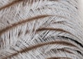 Original interesting abstract background with white-beige ostrich feathers in close-up