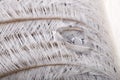 Original interesting abstract background with white-beige ostrich feathers in close-up