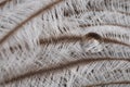 Original interesting abstract background with white-beige ostrich feathers in close-up