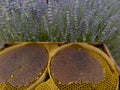 Original lavender honey from the Mediterranean region