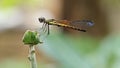 Original macro photo of a thin body dragonfly perched on a fruit tree