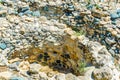 Original neolithic dwellings at Choirokoitia, Cyprus