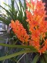 Original orchid flower in orange