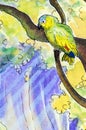 Original painting of an Amazon parrot