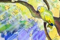 Original painting of an Amazon parrot