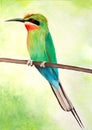 Original painting of a beautiful Blue tailed bee eater