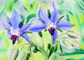 Original painting of blue Borage flowers. Royalty Free Stock Photo