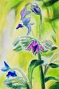 Original painting of Borage flowers. Vertical. Royalty Free Stock Photo