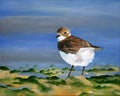 Original painting of a lesser sand plover, a child art