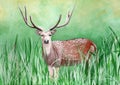 Original painting of a male cheetal deer in the grassland of Dhikala, Jim Corbett
