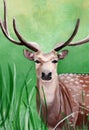 Original painting of a male cheetal deer in the grassland of Dhikala, Jim Corbett