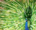 Original painting of a peacock fanning its wings