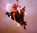 Original photos from the life of butterflies. Natural background