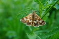 Original photos from the life of butterflies. Natural background