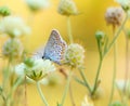 Original photos from the life of butterflies. Natural background