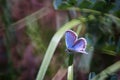 Original photos from the life of butterflies. Natural background