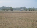 Photos of teak forests and rice fields taken for free in the wild