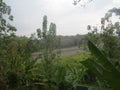 Photos of teak forests and rice fields taken for free in the wild