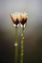 Flower natural plant beautiful grass