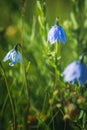 Flower natural plant beautiful grass