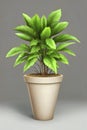 Original plant with large white pot