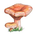 Original red pine mushroom isolated on white background