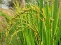 Original rice plants and Agricultural