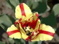 Canadian Tulip Festival, Ottawa Tulip Flaming Parrot Royalty Free Stock Photo