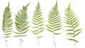 Original size full frame of the collected Leaf fern isolated on Royalty Free Stock Photo