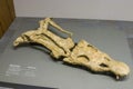 The original skull fossil of nothosaurus giganteus in Naturmuseum Senckenberg Royalty Free Stock Photo