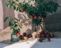 An original still life of Russia. Country still life with a wild plum. Bright sunlight.