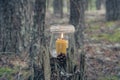 An original still life of Russia with the fire of a wax candle. A wax candle is burning in the forest, the candle flame is white m Royalty Free Stock Photo