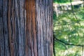 Original striped texture trunk old Cryptomeria japonica Elegans tree, Japanese Sugi pine Japanese cedar or Cupressus japonica