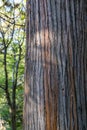 Original striped texture trunk old Cryptomeria japonica Elegans tree, Japanese Sugi pine Japanese cedar or Cupressus japonica