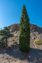 Original tall slender cypress against the background of a cliff and blue sky, Crimea