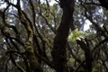 Original tertiary forest on the Spanish on the Canary island of La Gomera