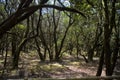 Original tertiary forest on the Spanish on the Canary island of La Gomera