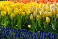 The original texture of a large number of tulips in the colors o