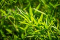 Original texture of natural wet green bamboo Phyllostachys aureosulcata background of elegant thin green leaves.