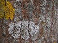 Original tree Aspen bark texture with moss. Royalty Free Stock Photo