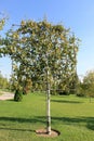 The original tree formed for landscaping on a green lawn