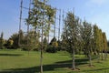 The original tree formed for landscaping on a green lawn