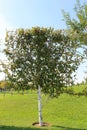 The original tree formed for landscaping on a green lawn