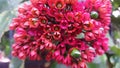 An original tropical multi-piece scarlet flower in a close detailed view