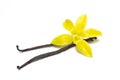 Original Vanilla flower with Dried sticks