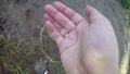 A hand takes some live sponge from a bowl with worms for fishing