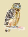 Original watercolor painting of bird, owl on a