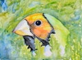 Original watercolour painting of a Gouldian finch.