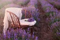 Original wedding decoration in lavender flowers. Sunset in the lavender garden, silence, peace, cozy, hygge. Rattan chair with